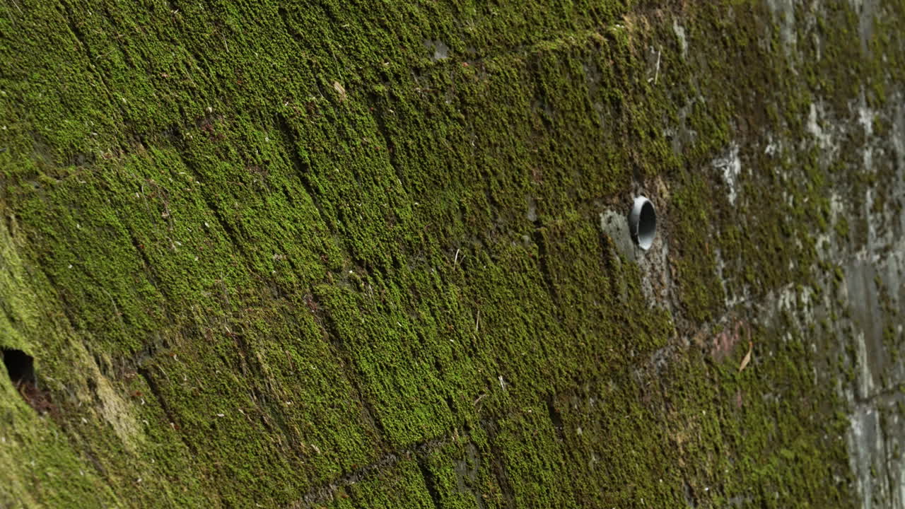 Vibrant green moss covering an old stone wall surface