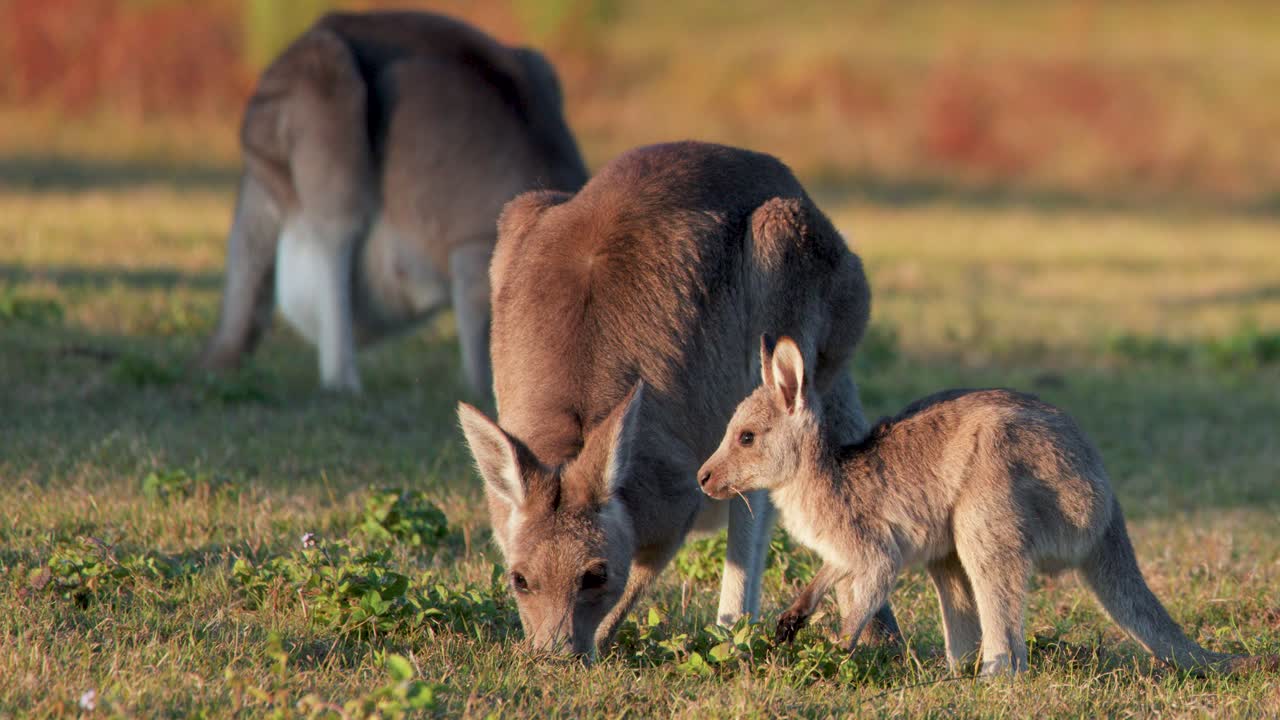 Adult kangaroo and joey interact and graze on grassy field in warm sunset light, with natural behavior captured in steady, medium shots