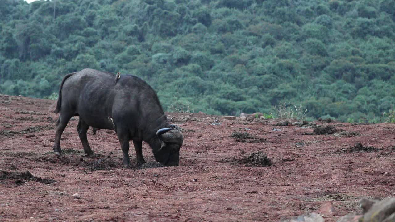 retrato lateral de un búfalo africano con pájaros pico de buey en la espalda mientras se alimenta en aberdare, kenia