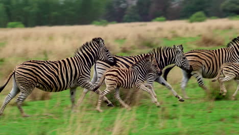 herd of zebras running in a grassy field, symbolizing energy and unity outdoors