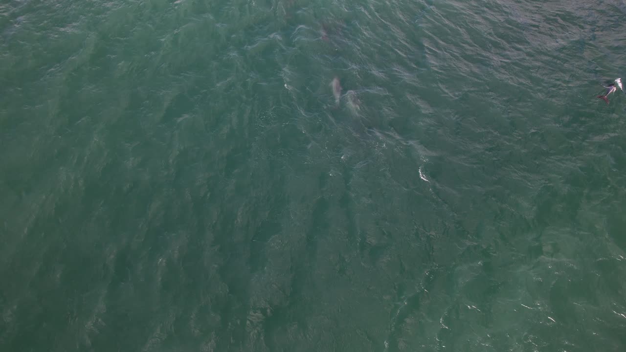 오스트레일리아 nsw의 바이런 베이에서 상어와 돌고래의 드론 촬영