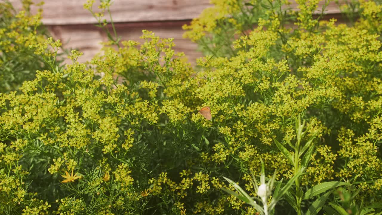Common rue with butterfly in the field