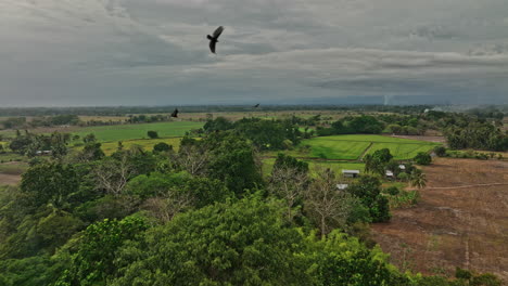 Guarumal-Panamá-Antena-V5-Paso-Elevado-Bajo-Acres-De-Tierras-De-Cultivo-Que-Capturan-Hermosas-Tierras-Cultivadas-Con-Una-Bandada-De-Buitres-Volando-Sabiendo-Que-Se-Acerca-El-Clima-Severo---Filmado-Con-Mavic-3-Cine---Abril-De-2022