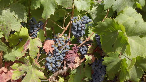 grapevine with bunches of ripe grapes at the vineyard on a sunny day