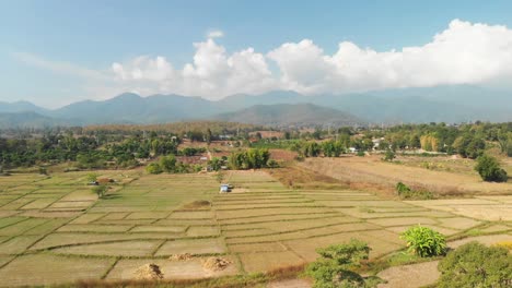 aerial view of a rice paddy landscape