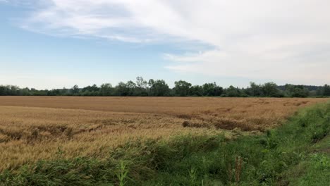 view of corn field during day