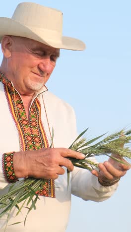 an elegant old ukrainian peasant is holding young sprouts of wheat in the middle of a field an elegant old ukrainian peasant is holding young sprouts of wheat in the middle of a field a happy and satisfied farmer against the background of the blue sky