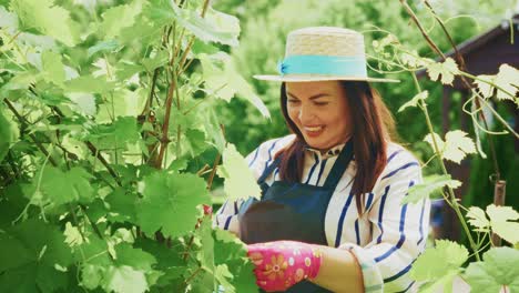 woman gardening in vineyard