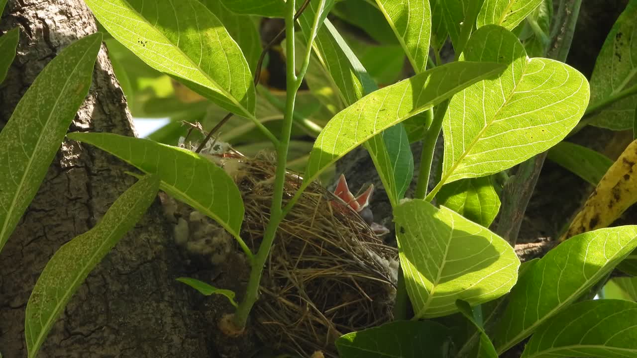 polluelos de pájaros bulbul con ventilación roja esperando comida