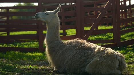 llama resting in a field