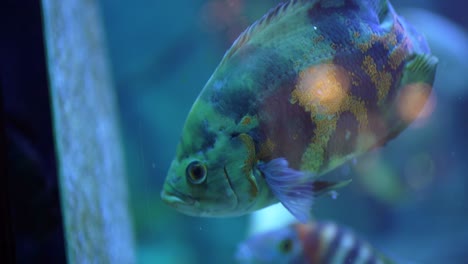 Bunte-Fische-Aquarium-Zeitlupe