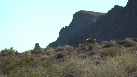 Borrego-Cimarrón-Pastando-En-El-Valle-Del-Fuego