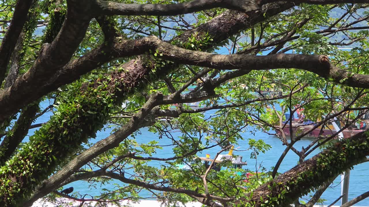 Trees With Boats In The Sea In The Background In Summer. - wide shot