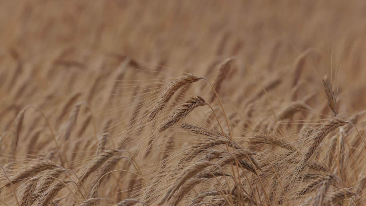Wheat Field with Gentle Wind Caressing Swaying Ears in Summer