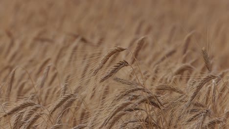 wheat field with gentle wind caressing swaying ears in summer