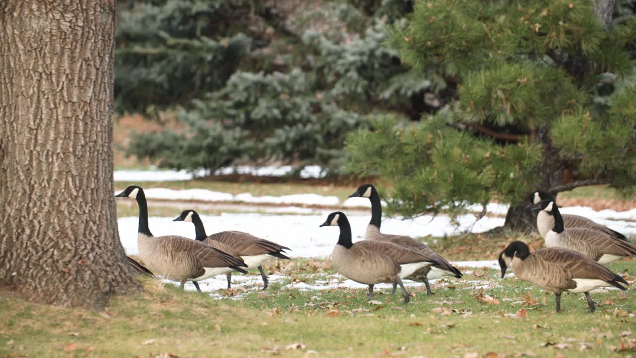 una corporación, un viaje de pájaros, gansos canadienses caminan detrás de un árbol con una mujer fotógrafa detrás de ellos