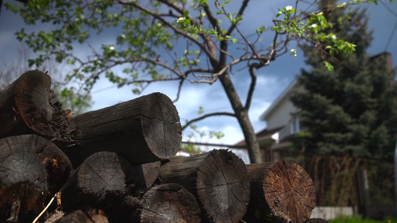 Stacked cut logs sit in the foreground beneath a leafy tree, with blue sky and a softly blurred house behind them in natural daylight. The scene suggests a