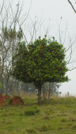 an orange is a fruit of various citrus species in the family rutaceae it primarily refers to citrus × sinensis, which is also called sweet orange