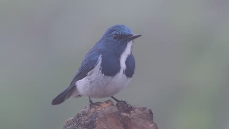 El-Papamoscas-Ultramarino,-También-Conocido-Como-El-Papamoscas-Azul-De-Ceja-Blanca,-Un-Migrante-De-Invierno-A-Tailandia,-Es-Muy-Amigable-Con-La-Gente