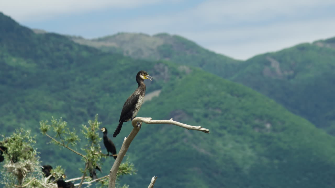 cormorán adulto sentado en una rama de apareamiento llama al lago kerkini grecia