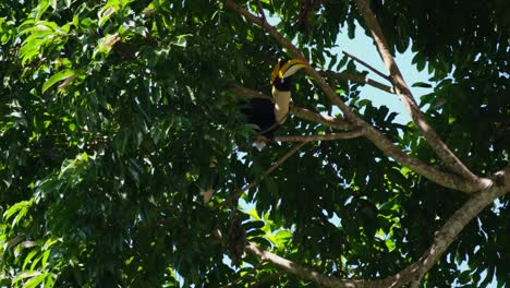 looking down and then up while sitting on a branch of a tree, great hornbill buceros bicornis