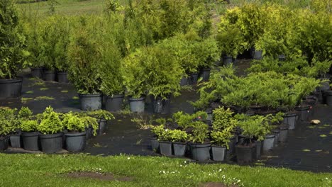 plántulas puestas en macetas en el vivero