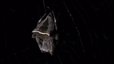 Seen-from-its-side-view-moving-with-the-wind-as-revealed-with-some-light,-Abandoned-web-Orb-Weaver,-Parawixia-dehaani,-Kaeng-Krachan-National-Park,-Thailand