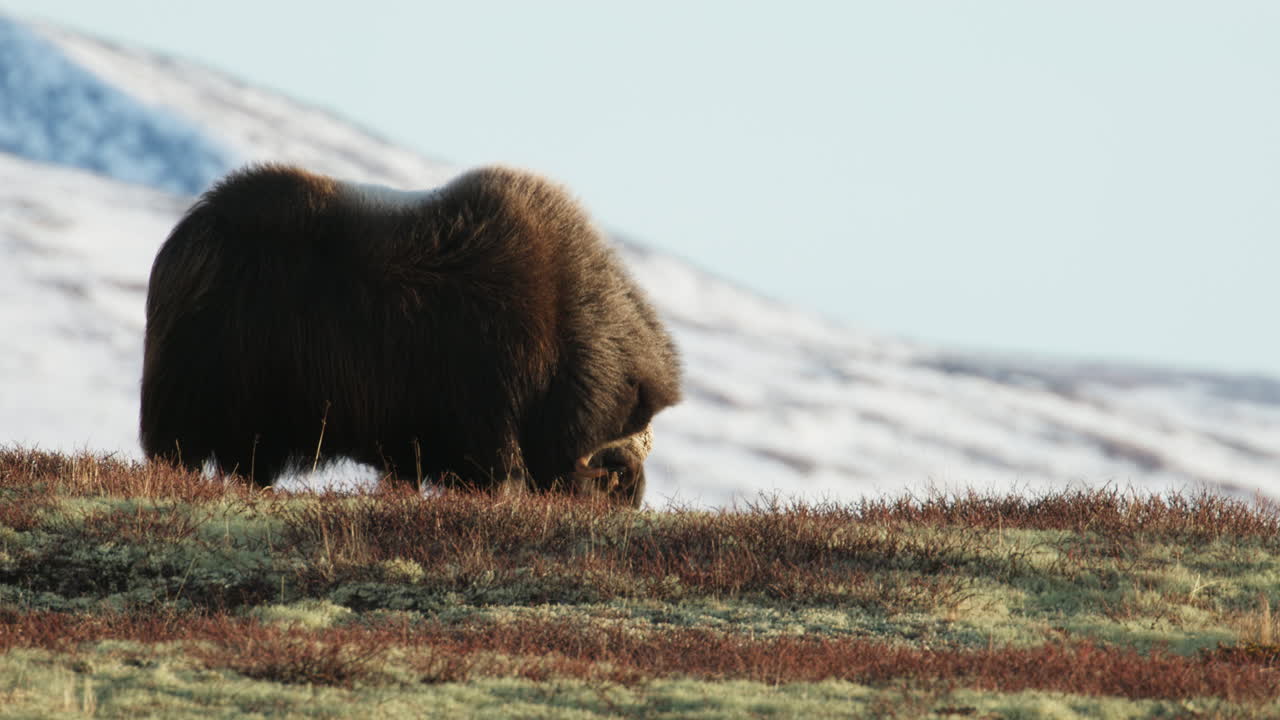Musk oxen bull graze in sunshine glow on Dovrefjell Norway mountain; static shot