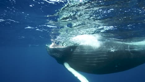 Young-humpback-whale-in-slow-motion-in-clear-water-around-the-island-of-Tahiti,-south-Pacific,-French-Polynesia