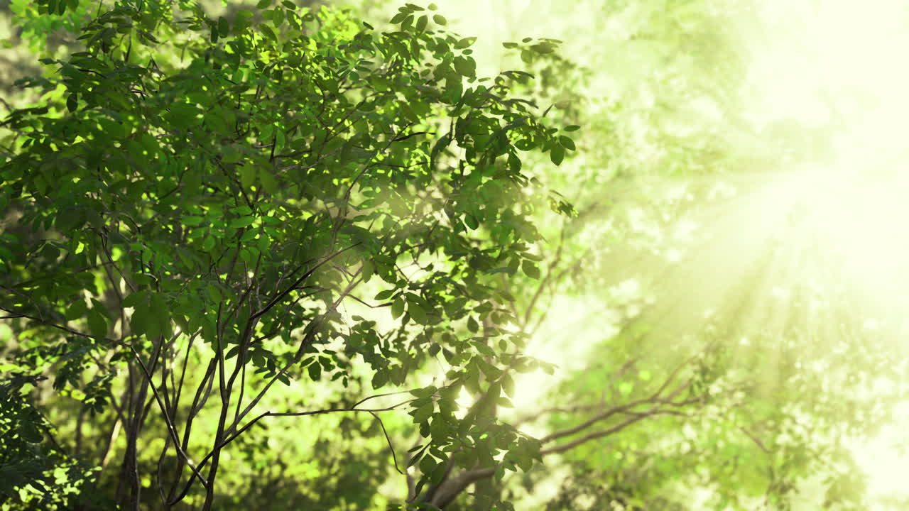 Sunlight filtering through lush green leaves in a tranquil forest
