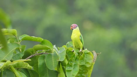 parrot in jungle tree