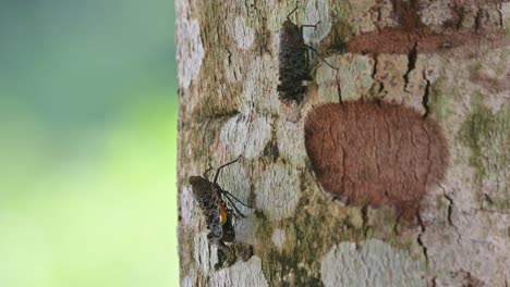 Dos-Adorables-Individuos-Descansando-En-El-Lado-Izquierdo-De-Este-árbol-Moviéndose-Sutilmente,-Chinche-Linterna,-Penthicodes-Variegate,-Tailandia