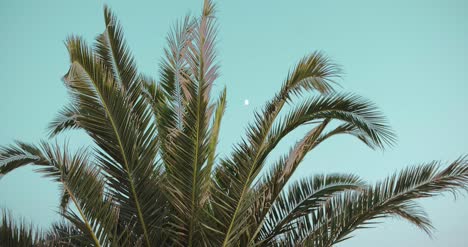 palmera contra el cielo