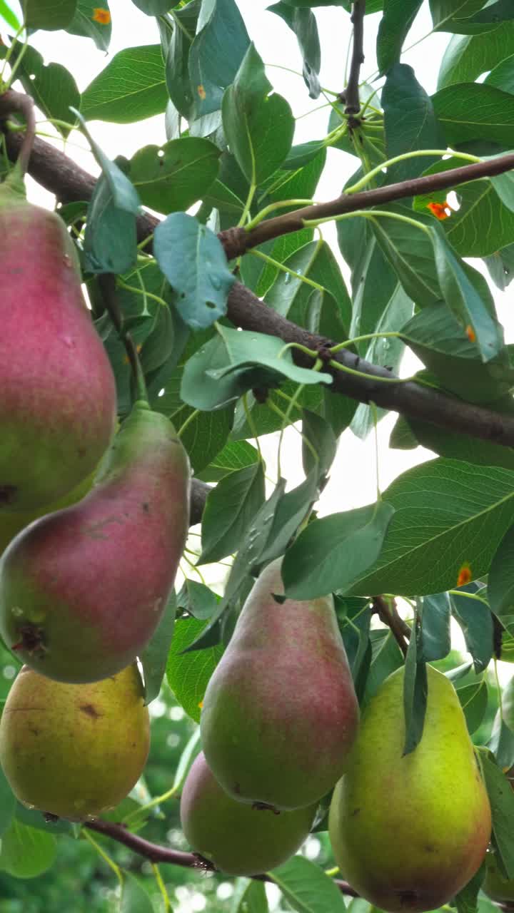 Pears growing on branches in a garden during summer season