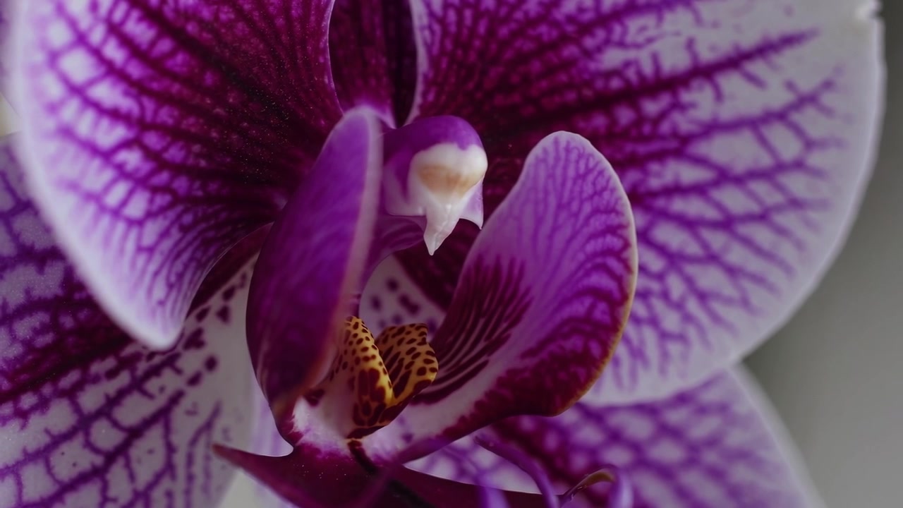 Primo piano di un'orchidea Phalaenopsis viola e bianca vivace