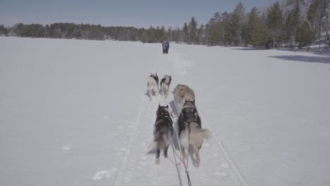 Equipo-De-Trineos-Tirados-Por-Perros-Corriendo-En-Un-Lago-Congelado-De-Minnesota-En-Invierno-En-Cámara-Lenta