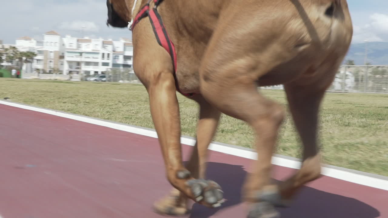 Boxer dog running, slow motion tracking shot