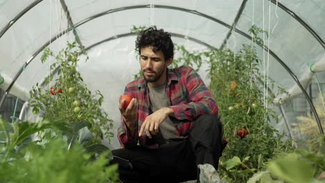 el agricultor inspecciona su cosecha de tomates