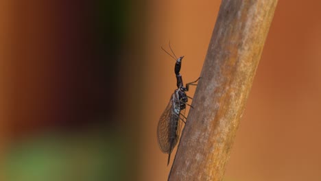 Mosca-Serpiente,-Insecto-Depredador-Del-Orden-Raphidioptera