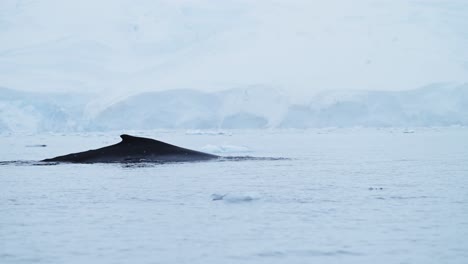 Humpback-Whales-in-Antarctica,-Antarctic-Peninsula-Wildlife-with-Whale-Back-and-Dorsal-Fin-Surfacing-while-Swimming-in-Beautiful-Blue-Southern-Ocean-Sea-Water,-an-area-of-Marine-Nature-Conservation