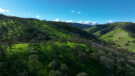 aerial view sweeping over oak trees on top of green hills at round valley regional preserve, east bay area brentwood, ca