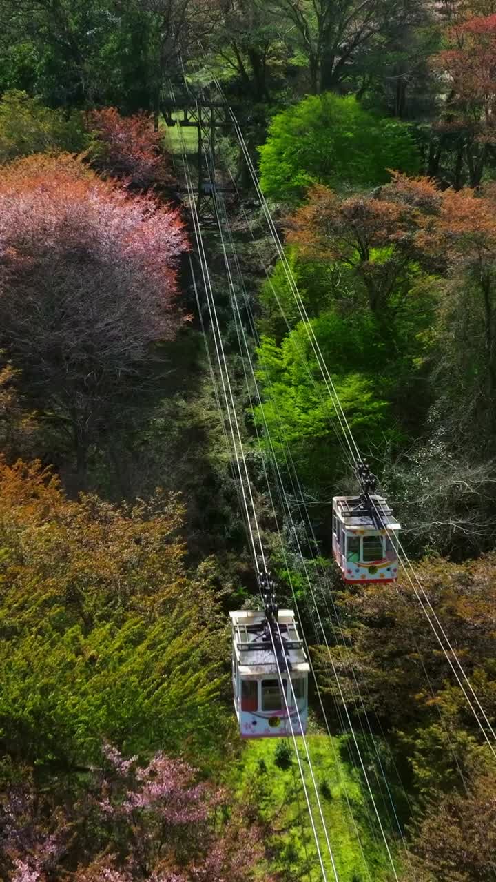 Funivia aerea verticale tra alberi di ciliegio giapponesi rosa in fiore, percorso panoramico in Giappone, Monte Yoshino