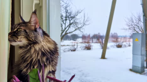 Katze-Schnurrt,-Während-Sie-An-Einem-Verschneiten-Tag-Auf-Der-Fensterbank-Sitzt-Und-Nach-Draußen-Starrt,-Handheld