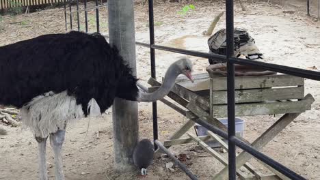 ostriches in a zoo enclosure