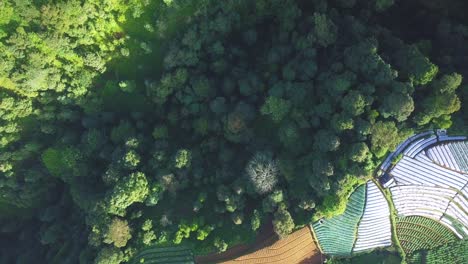 video de drones aéreos en la copa de un denso bosque tropical lluvioso y una plantación de vegetales bordeada por un valle