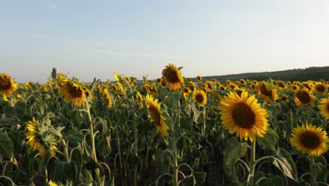 Panning-Through-Plantation-With-Blooming-Sunflower-Fields