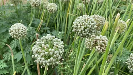 Blühender-Zwiebelblumenkopf-Im-Garten