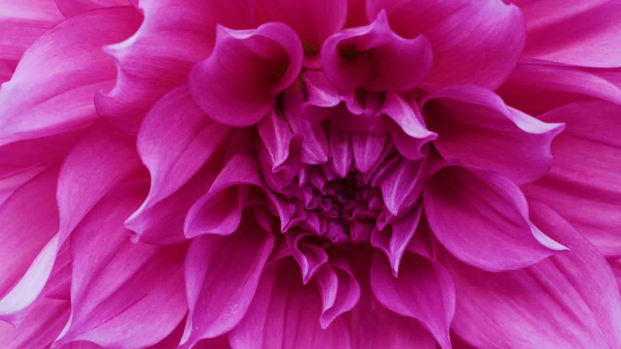Macro camera slowly glides across vivid pink dahlia petals in soft natural daylight