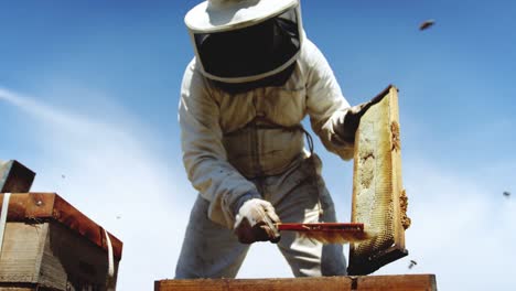 beekeeper removing bees from hive using a brush