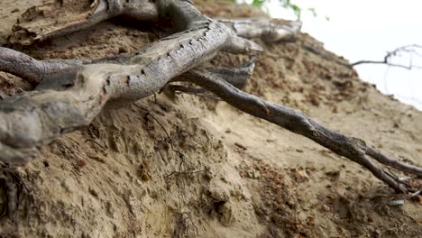 Broken-trees-on-seaside-climat